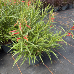 Lobelia laxiflora