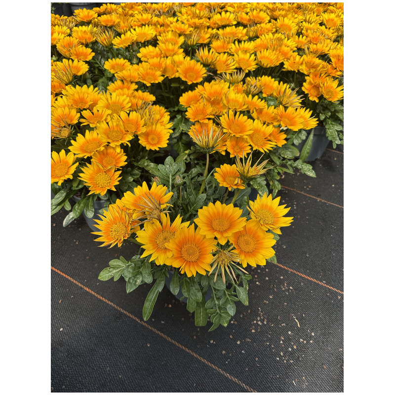 Gazania 'Suncarpet'®