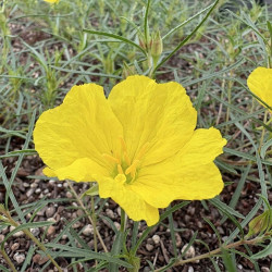 Calylophus superlophus 'Yellow' - Onagre de jour