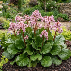 Bergenia ‘Bach’ - Plante des savetiers