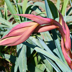 Beschorneria yuccoides - Lis du Mexique