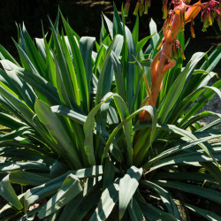 Beschorneria yuccoides - Lis du Mexique