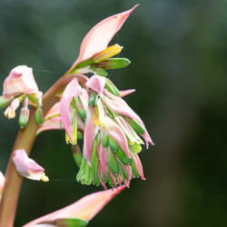 Beschorneria yuccoides - Lis du Mexique