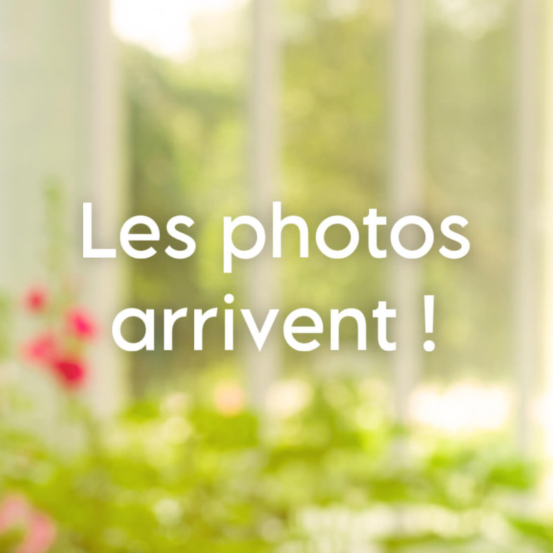 Betula ermanii White Chocolate ® - Bouleau d'Erman