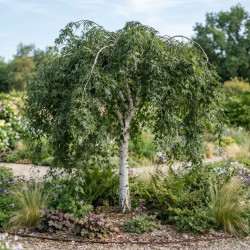 Betula pendula 'Karaca'