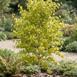 Betula pendula Schneverdinger Goldbirke -   Bouleau doré  Bouleau doré Bouleau doré