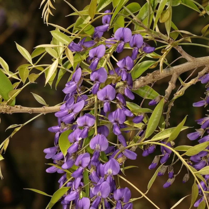 Bolusanthus speciosus