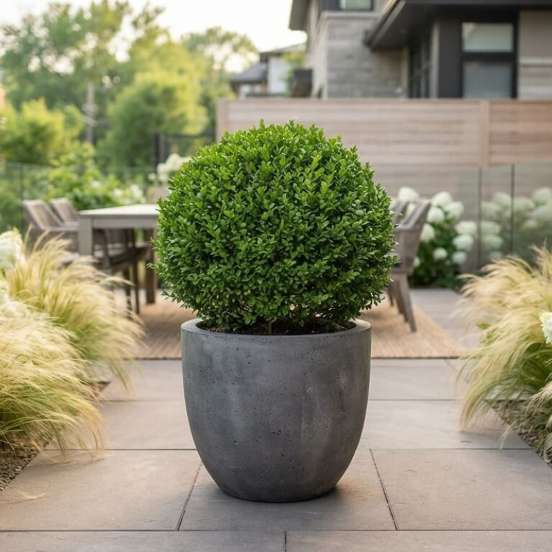 Buxus sinica var. insularis 'Mipo' - Buis