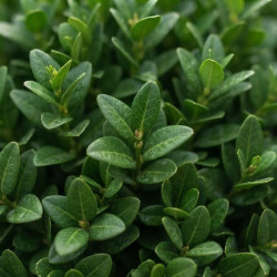 Buxus sinica var. insularis 'Mipo' - Buis