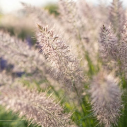 Calamagrostis brachytricha - Herbe aux diamants