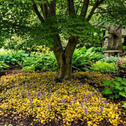Ajuga 'Best buddies caramel'