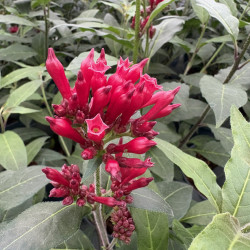 Cestrum fasciculatum 'Newellii' - Cestreau rouge du Mexique