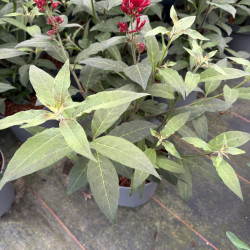 Cestrum fasciculatum 'Newellii' - Cestreau rouge du Mexique