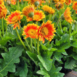 Gerbera Garvinea ® 'Sweet Blaze'