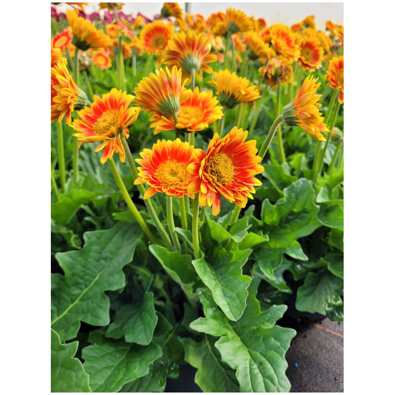 Gerbera Garvinea ® 'Sweet Blaze'