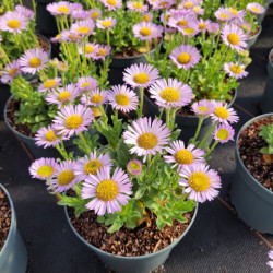 Erigeron glaucus 'Sea Breeze' - Vergerette glauque