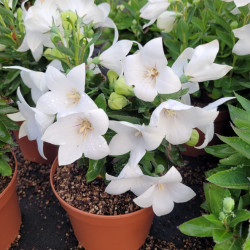 Platycodon grandiflorum 'Pop Star White'