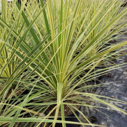 Cordyline australis Lime Passion