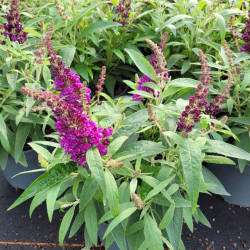Buddleja davidii 'Little Purple' - Butterfly Candy®