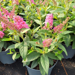 Buddleja davidii 'Butterfly Candy Little Pink'
