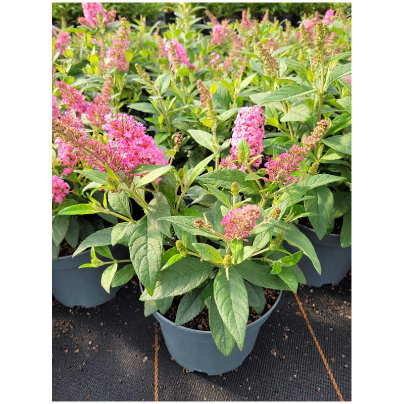 Buddleja davidii 'Butterfly Candy Little Pink'