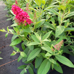 Buddleja davidii 'Little Ruby' - Butterfly Candy®