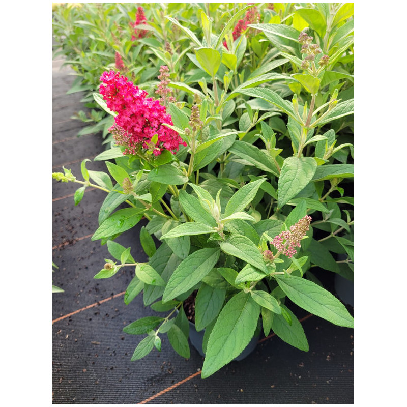 Buddleja davidii 'Little Ruby' - Butterfly Candy®