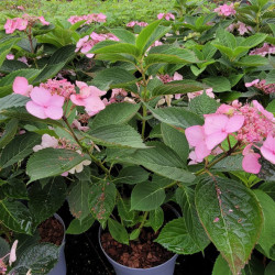 Hydrangea serrata 'Magic pillow'
