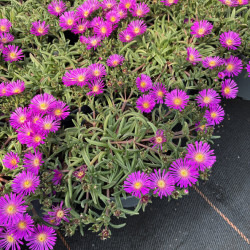 Delosperma cooperi 'Early Bird Purple'