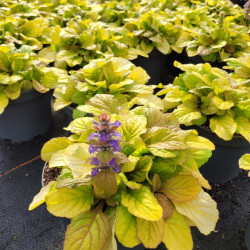 Ajuga 'Best buddies caramel'