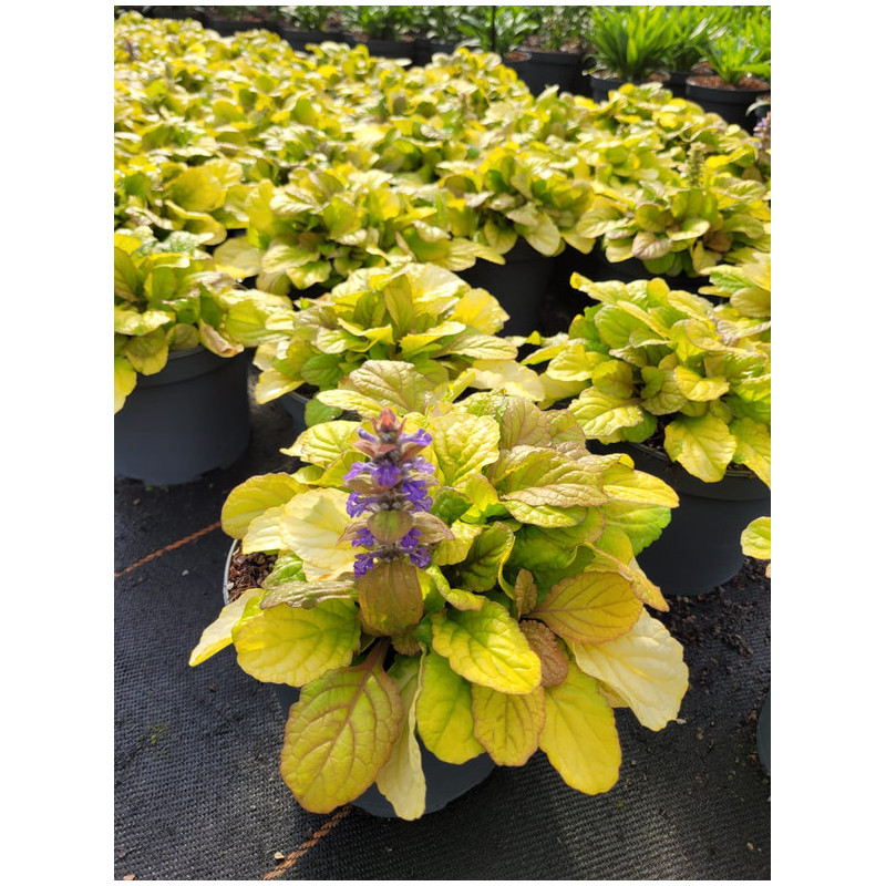 Ajuga 'Best buddies caramel'