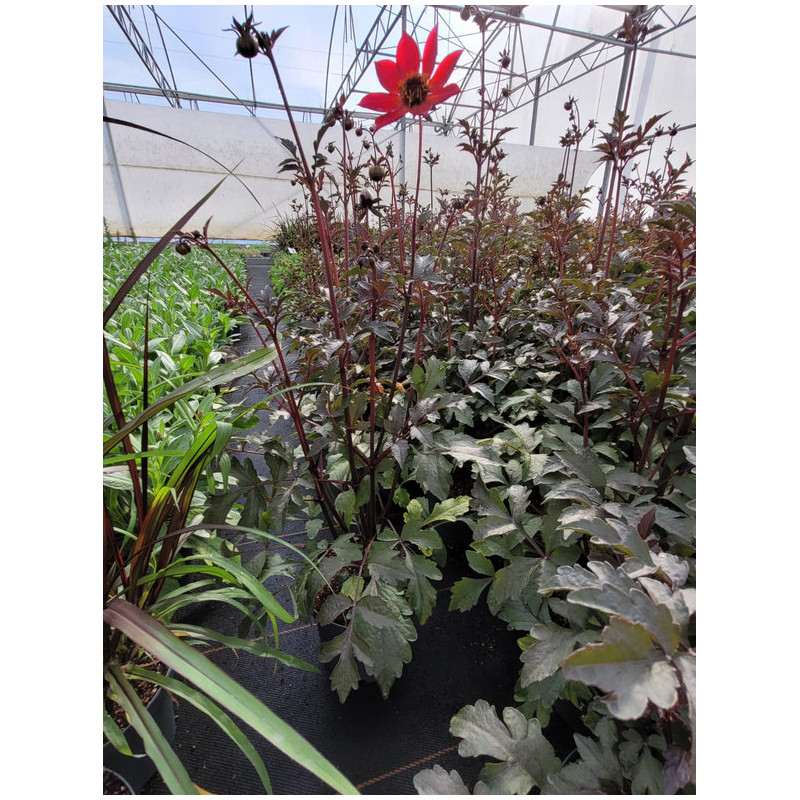 Dahlia ‘Mystic Sparkler‘