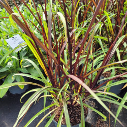 Pennisetum purpureum ‘Vertigo‘ - Millet Ornemental