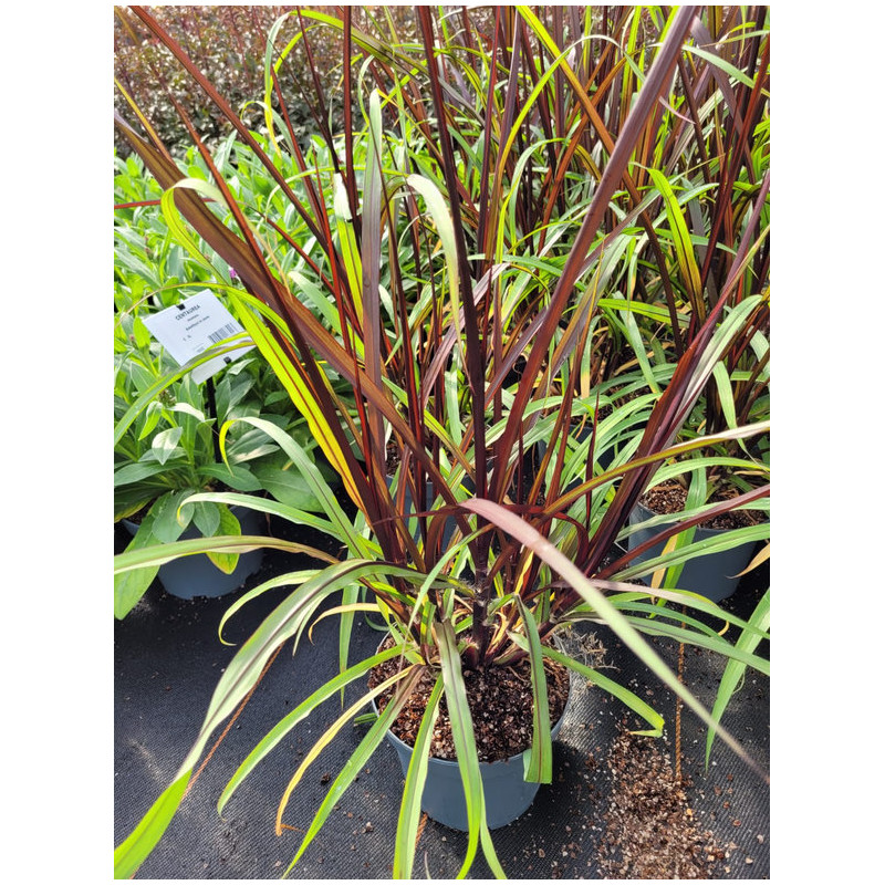 Pennisetum purpureum ‘Vertigo‘ - Millet Ornemental