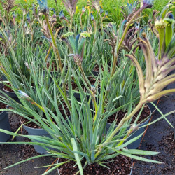 Anigozanthos celebration masquerade®