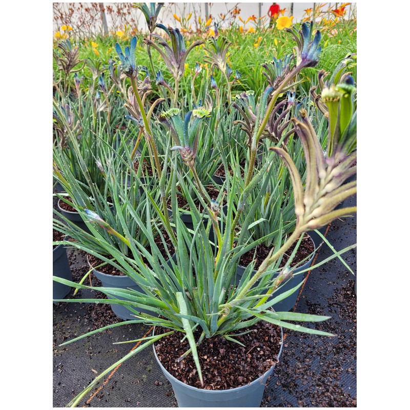 Anigozanthos celebration masquerade®