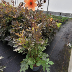 Dahlia ‘Mystic ® Spirit‘