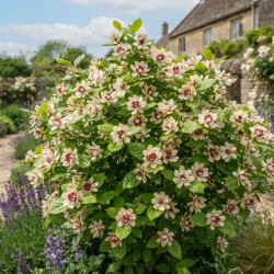 Calycanthus 'Venus' - Arbre aux anémones