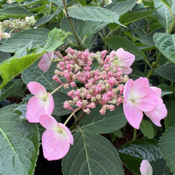 Hydrangea serrata 'Magic pillow'