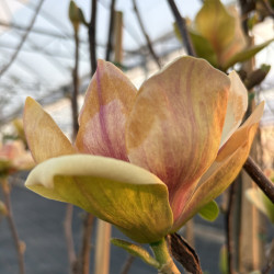 Magnolia 'Sunsation'