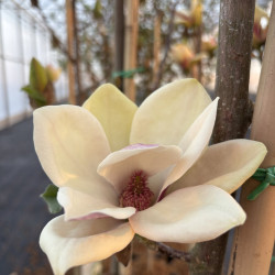 Magnolia 'Sunsation'