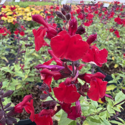 Salvia 'Tanami Red'