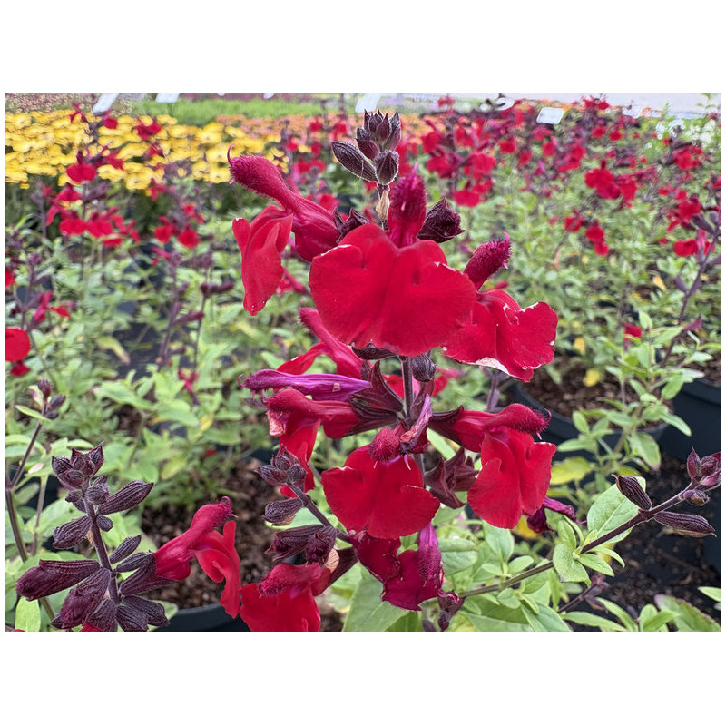 Salvia 'Tanami Red'