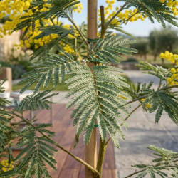 Acacia dealbata - Mimosa d'hiver
