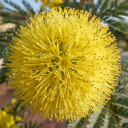 Acacia dealbata - Mimosa d'hiver