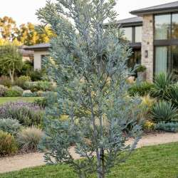 Acacia obliquinervia - Mimosa