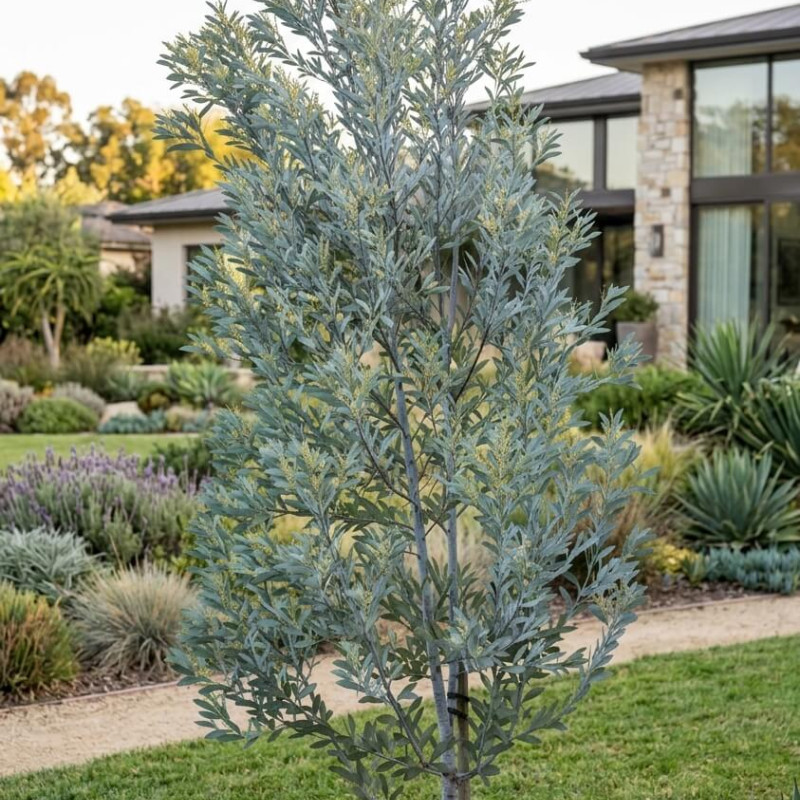 Acacia obliquinervia - Mimosa