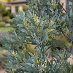 Acacia obliquinervia - Mimosa