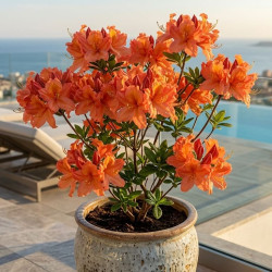 Azalea japonica 'Nakahare Orange' - Azalée du Japon