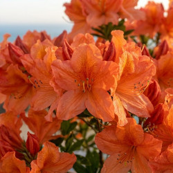 Azalea japonica 'Nakahare Orange' - Azalée du Japon
